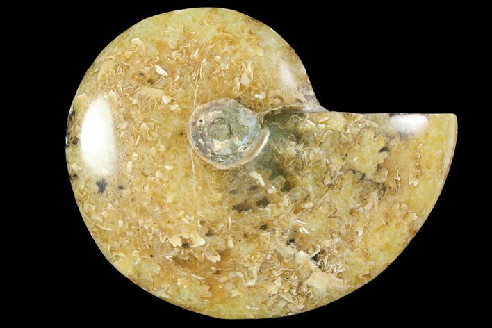 Polished, Agatized Ammonite (Cleoniceras) - Madagascar #119016